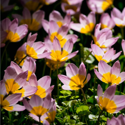 Tulipán skalní Bakerii Lilac Wonder - Tulipa saxatilis - cibule tulipánů - 3 ks