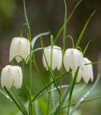 Řebčík bílý - Fritillaria meleagris - cibule řebčíků - 3 ks