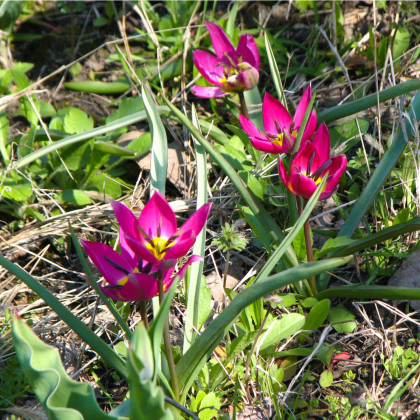 Tulipán nízký Eastern Star - Tulipa - cibule tulipánů - 3 ks