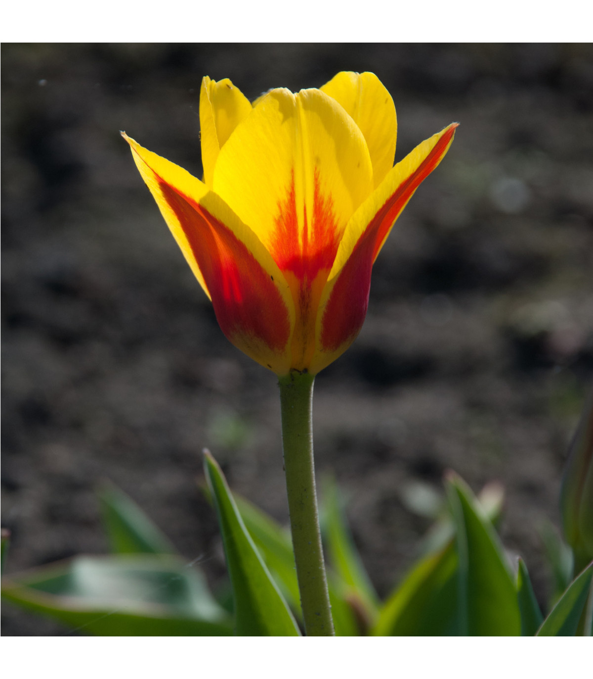 Tulipán nízký Stresa - Tulipa - cibule tulipánů - 3 ks