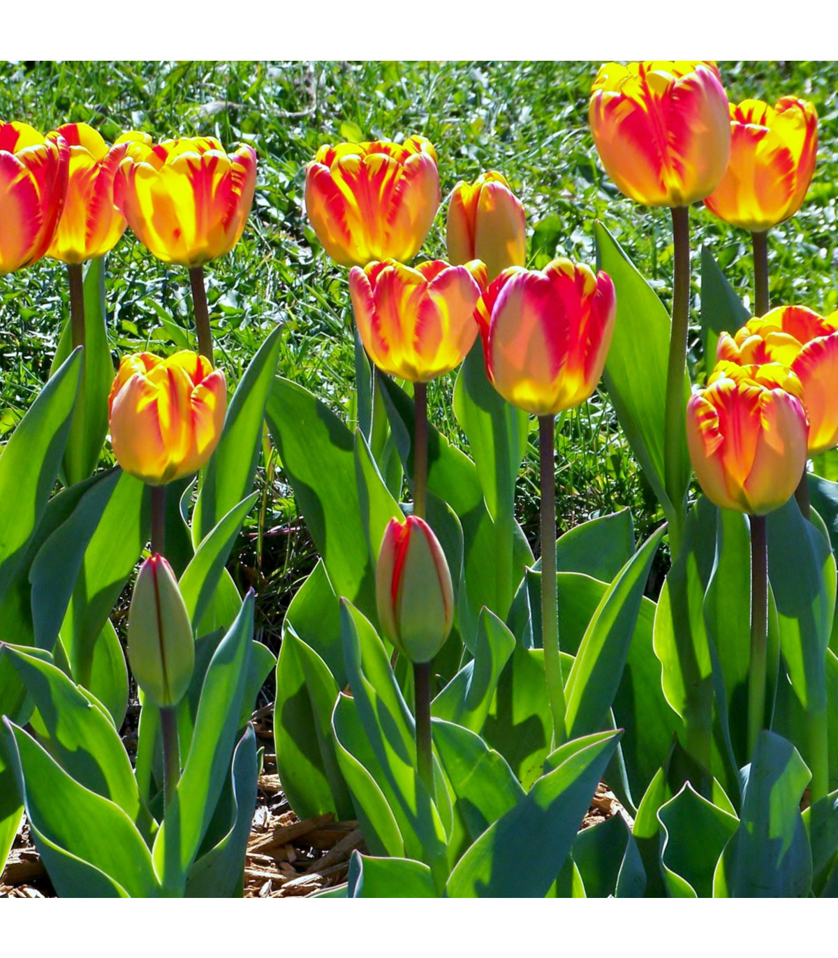 Tulipán Banja Luka - Tulipa - cibule tulipánů - 3 ks
