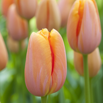 Tulipán Dordogne - Tulipa - cibule tulipánů - 3 ks