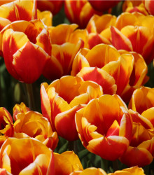Tulipán Kees Nelis - Tulipa - cibule tulipánů - 3 ks