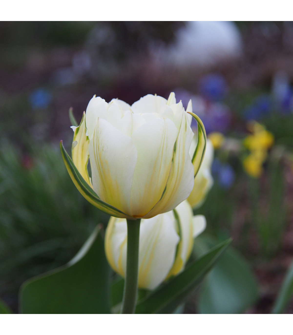 Tulipán Exotic emperor - Tulipa - cibule tulipánů - 3 ks