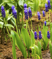 Modřenec širokolistý - Muscari latifolium - cibule modřenců - 5 ks