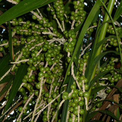 Palma Akai - Acai -  Euterpe oleracea - osivo palmy - 2 ks