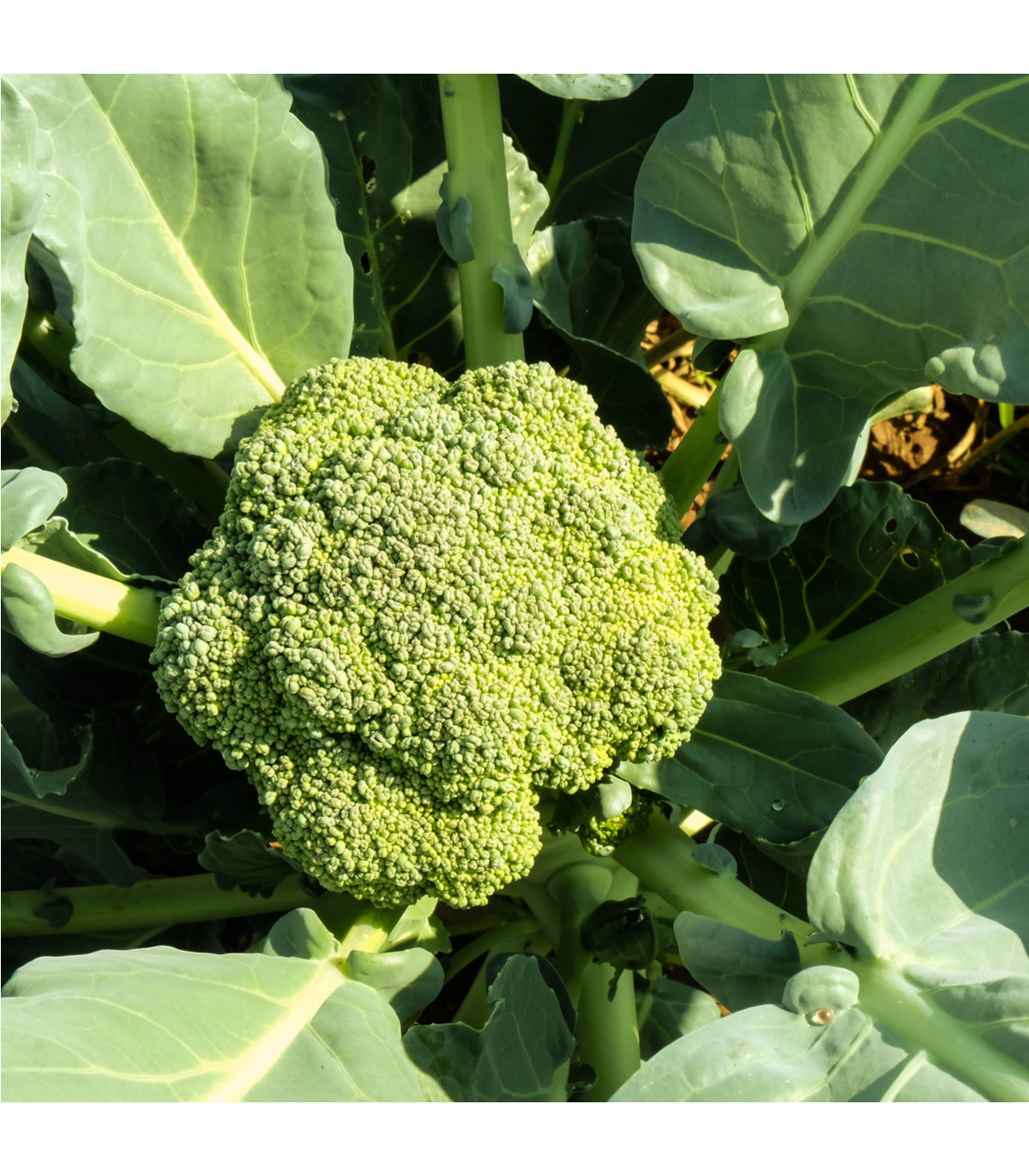 Brokolice Cezar - Brassica oleracea - osivo brokolice - 0,6 g