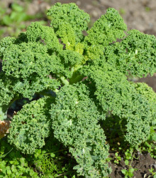 Kadeřávek Lerchenzungen - Brassica oleracea L. - osivo kadeřávku - 150 ks