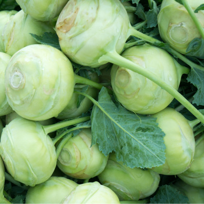 Kedluben bílý Lanro - Brassica oleracea - osivo kedlubnu - 300 ks