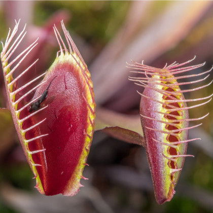 Mucholapka červená Redline - Dionaea - osivo mucholapky - 10 ks