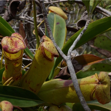 Láčkovka madagaskarská - Nepenthes madagascariensis - osivo láčkovky - 10 ks