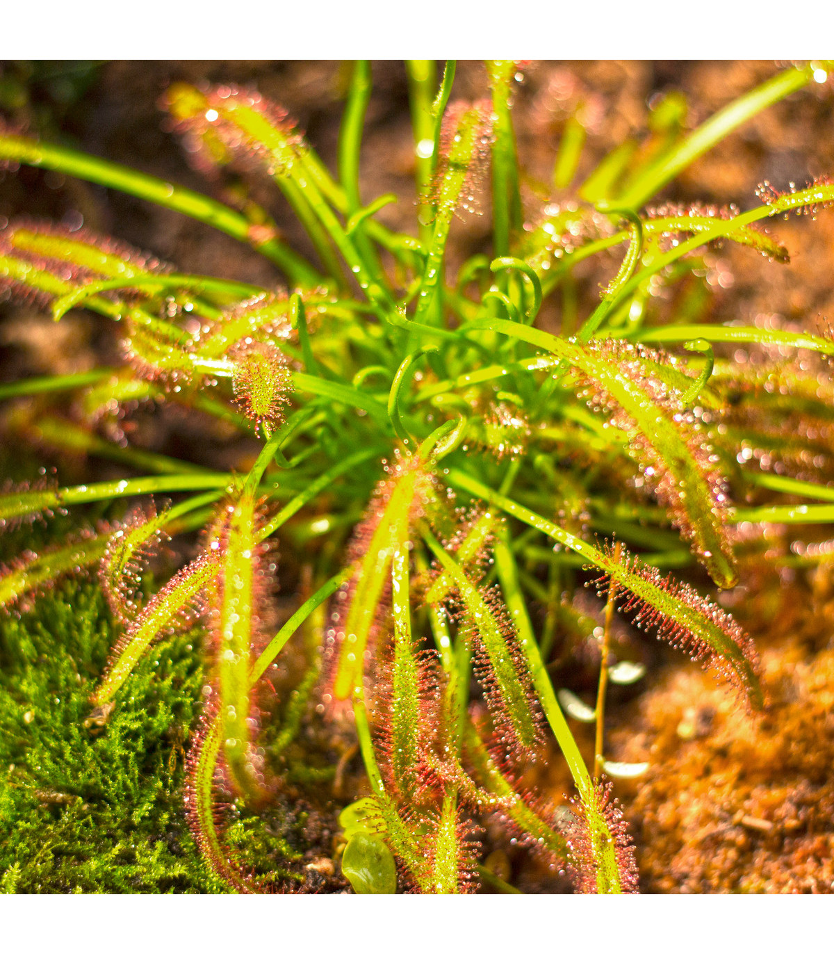 Rosnatka kapská směs - Drosera Capensis směs - semena - 15 ks