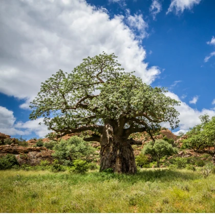 Baobab africký - Adansonia digitata - osivo baobabu - 3 ks