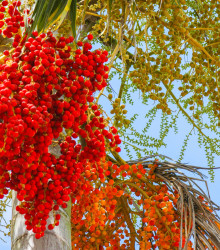 Palma - Carpentaria acuminata - osivo palmy - 4 ks