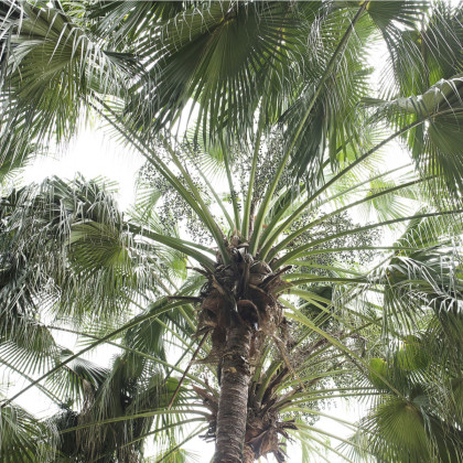 Palma čínská - Livistona chinensis - osivo palmy - 3 ks