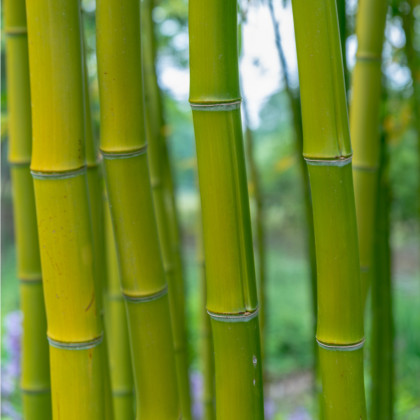 Král bambusů - Phyllostachys edulis - osivo bambusu - 3 ks