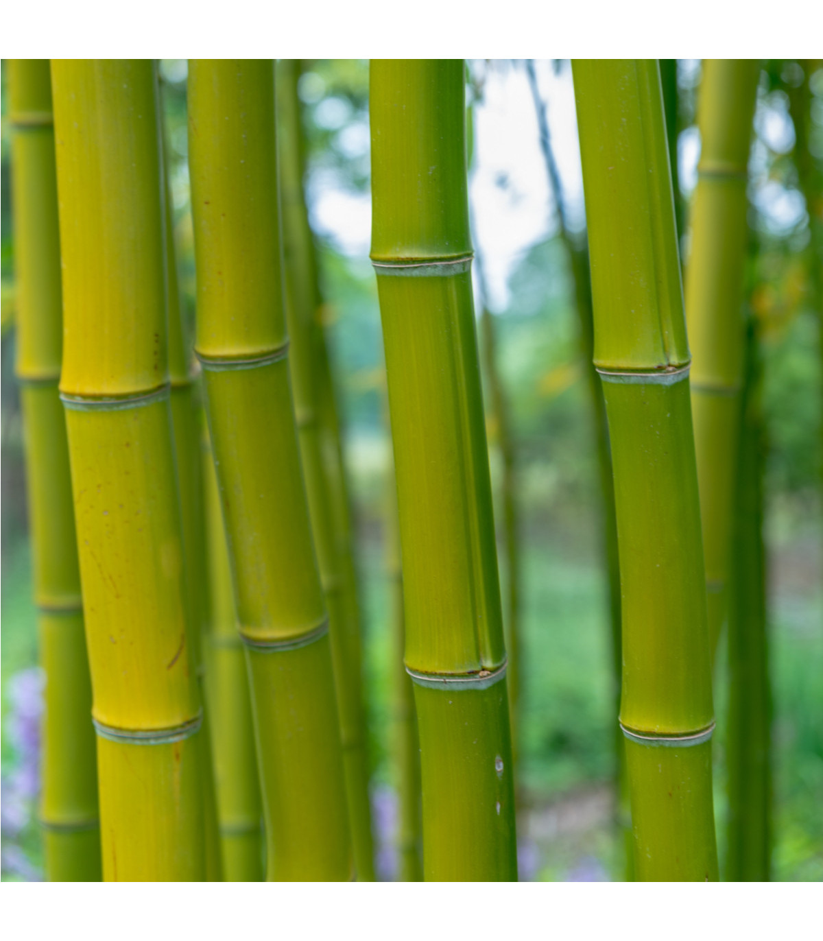 Král bambusů - Phyllostachys pubescens - osivo bambusu - 3 ks
