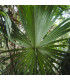 Palma - Carludovica palmata - osivo palmy - 3 ks