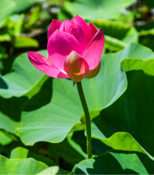 Lotos indický růžový - Nelumbo nucifera - osivo lotosu - 2 ks