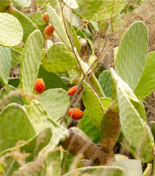 Opuncie - Indiánské fíky - Opuntia compressa - osivo opuncie - 7 ks