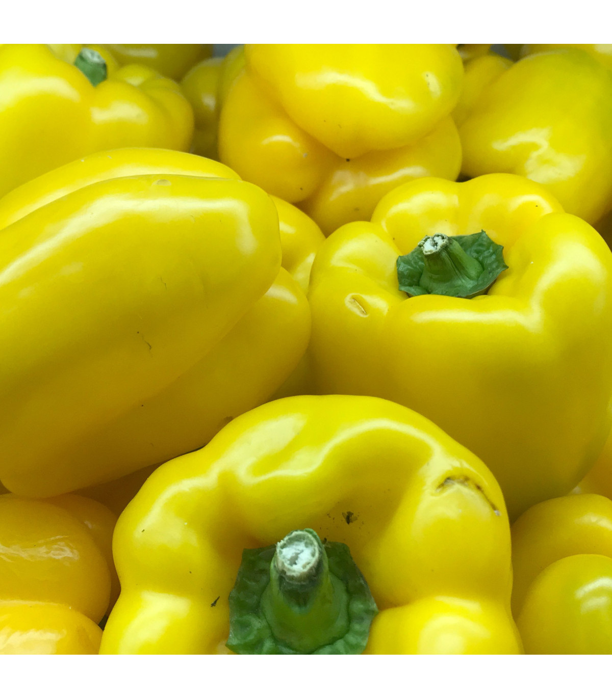 Paprika roční zeleninová Pusztagold - Capsicum annuum - osivo papriky - 12 ks