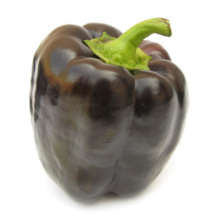 Paprika fialová kráska - Semena papriky tmavě fialové - 9 ks