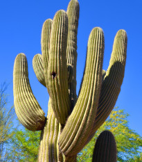 Kaktus svícnovitý - Saguaro - Carnegiea gigantea - osivo kaktusu - 5 ks