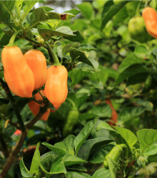 Chilli Habanero oranžové - Capsicum chinense - osivo chilli - 6 ks