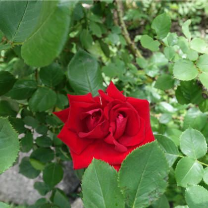 Růže popínavá červená - Rosa - osivo růží - 5 ks