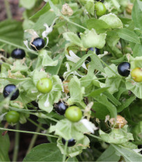 Rulík zlomocný - Atropa belladonna - osivo rulíku - 10 ks