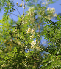 Moringa olejodárná - Moringa oleifera - osivo moringy - 4 ks