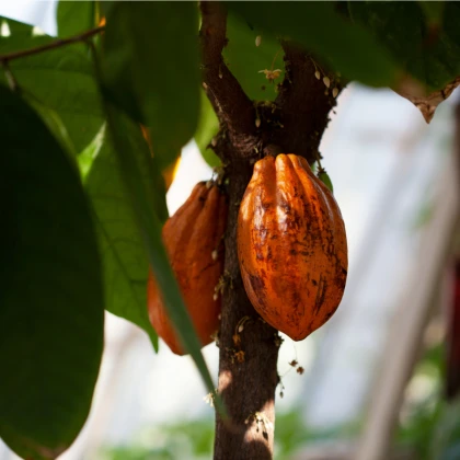Kakaovník pravý červený - Theobroma cacao - osivo kakaovníku - 5 ks
