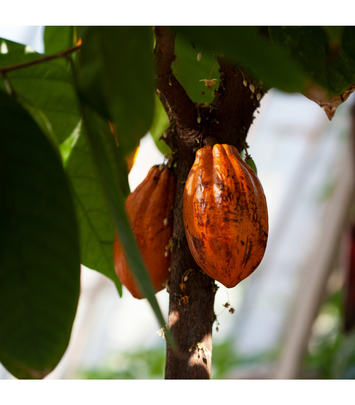 Kakaovník pravý červený - Theobroma cacao - osivo kakaovníku - 5 ks