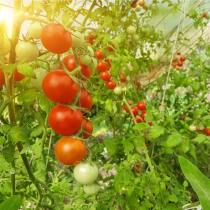 BIO Rajče Hamlet F1 - Solanum lycopersicum - bio osivo rajčat - 5 ks
