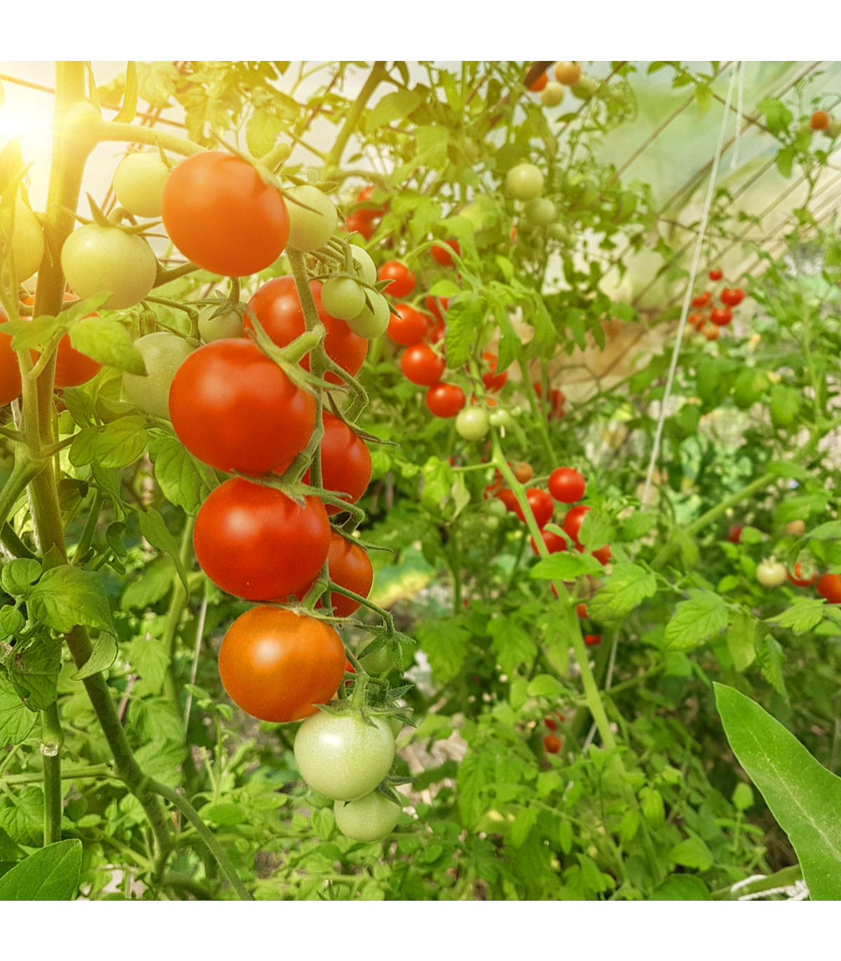 BIO Rajče Hamlet F1 - Solanum lycopersicum - bio osivo rajčat - 5 ks