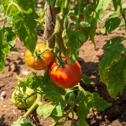 BIO Rajče Diplom F1 - Solanum lycopersicum - bio osivo rajčat - 8 ks