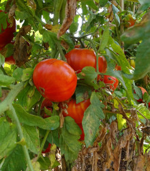 BIO Rajče Taste F1 - Solanum lycopersicum - bio osivo rajčat - 10 ks