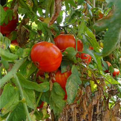 BIO Rajče Taste F1 - Lycopersicon esculentum - bio osivo rajčat - 10 ks