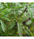 BIO Saturejka zahradní - Satureja hortensis - bio osivo saturejky - 1 g