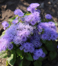 Nestařec mexický - Ageratum pumilum - osivo nestařce - 0,5 g