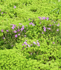 Huseník brvolistý Spring Charm - Arabis blepharophylla - osivo huseníku - 30 ks