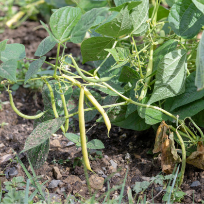 Fazole keříčková Maxi - Phaseolus vulgaris - osivo fazole - 30 ks
