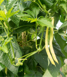 Fazole tyčková Neckargold - Phaseolus vulgaris - osivo fazole - 15 ks