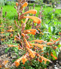 Agastache Apricot - Agastache aurantiaca - osivo agastache - 20 ks