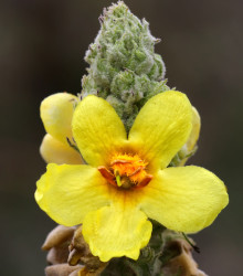 Divizna malokvětá - Verbascum thapus - osivo divizny - 0,02 g