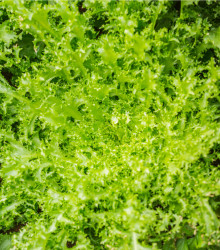 Endivie Escariol - Cichorium endivia L. - semena Štěrbáku - 0,3 gr