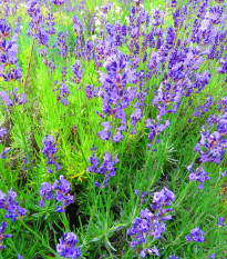 Levandule lékařská - Lavandula angustifolia - osivo levandule - 130 ks