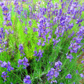 Levandule lékařská - Lavandula angustifolia - osivo levandule - 130 ks