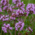 Mateřídouška - Thymus serpyllum - osivo mateřidoušky - 500ks