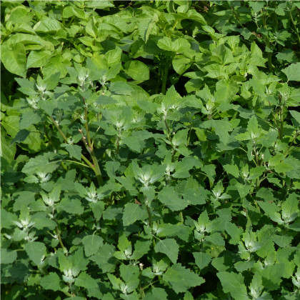 Lebeda zahradní - prodej semen lebedy - Atriplex hortensis - 0,5 gr
